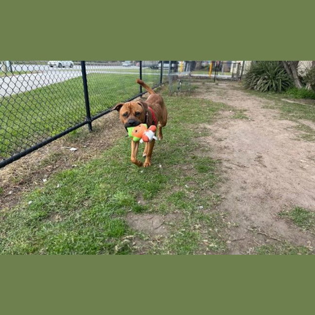 Photo of Chops