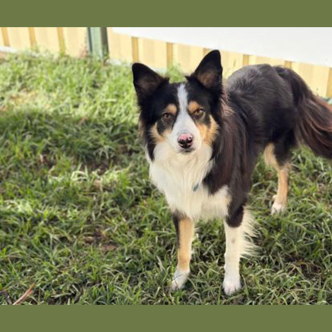 Photo of Toby