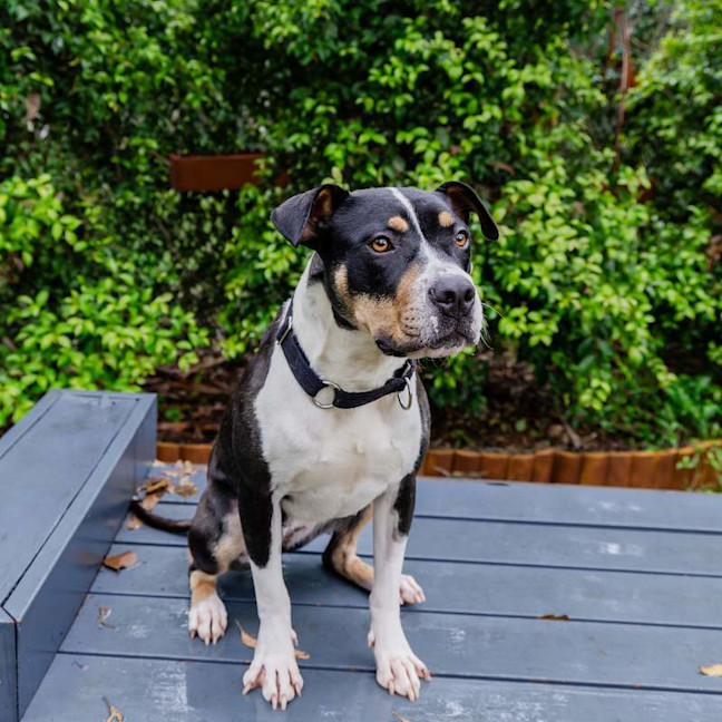 Photo of Patches