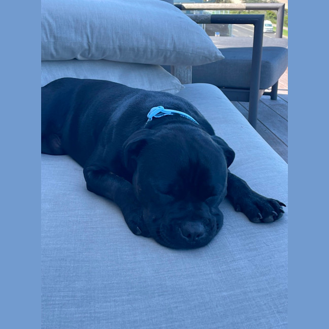 Photo of Reggie