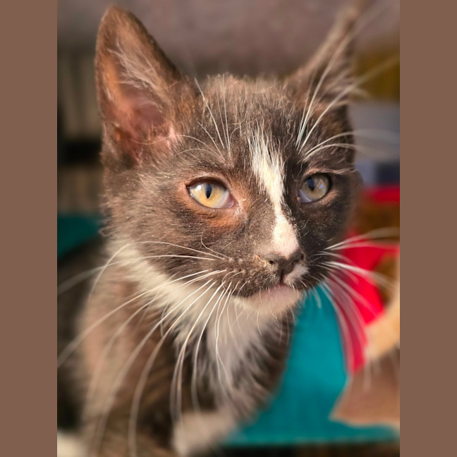 Photo of Sticky Mittens