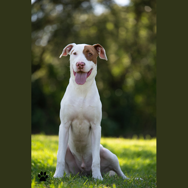 Photo of Huxley