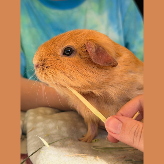 Photo of Peanut