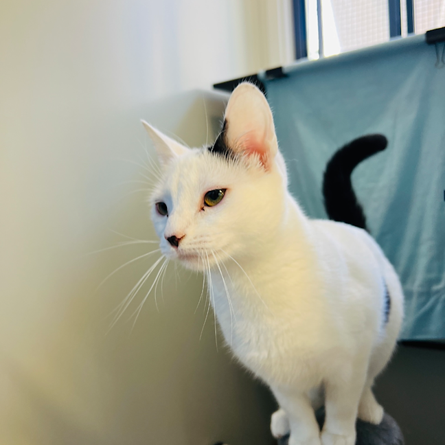Photo of Lemon