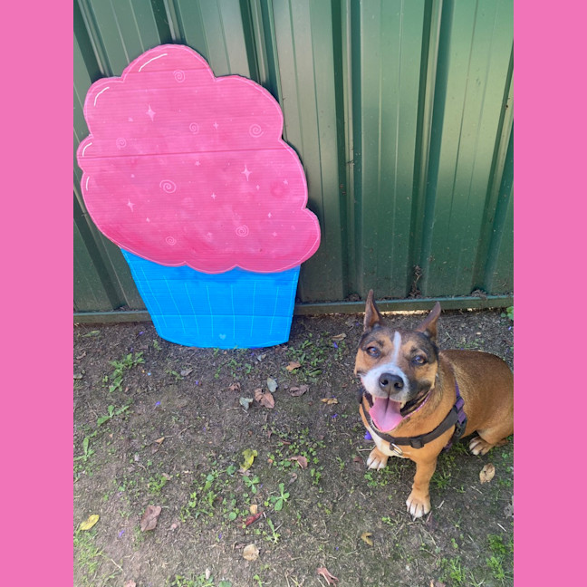 Photo of Foxie