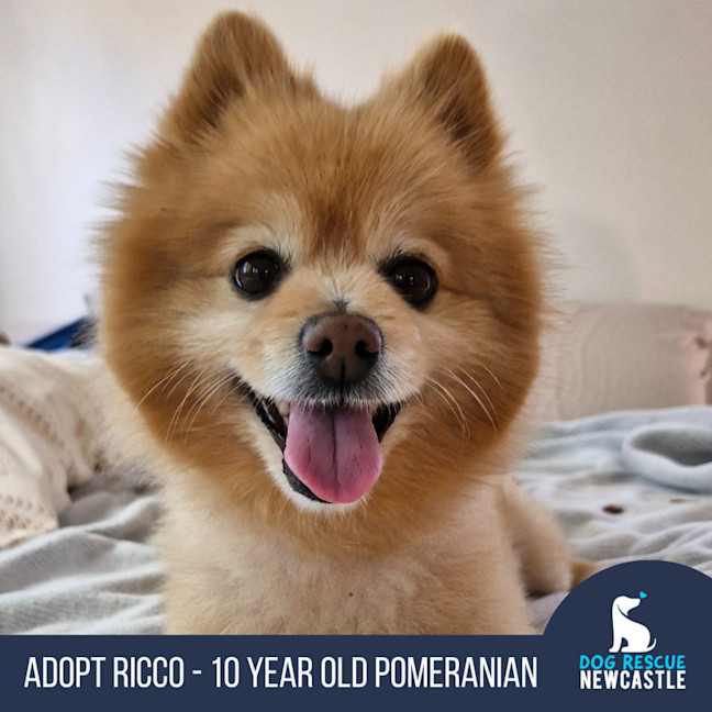 Photo of Ricco   10 Year Old Pomeranian (Trial)