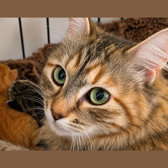 Photo of Myla 💕💕😽