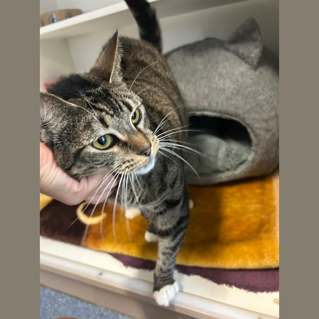 Photo of Tabby