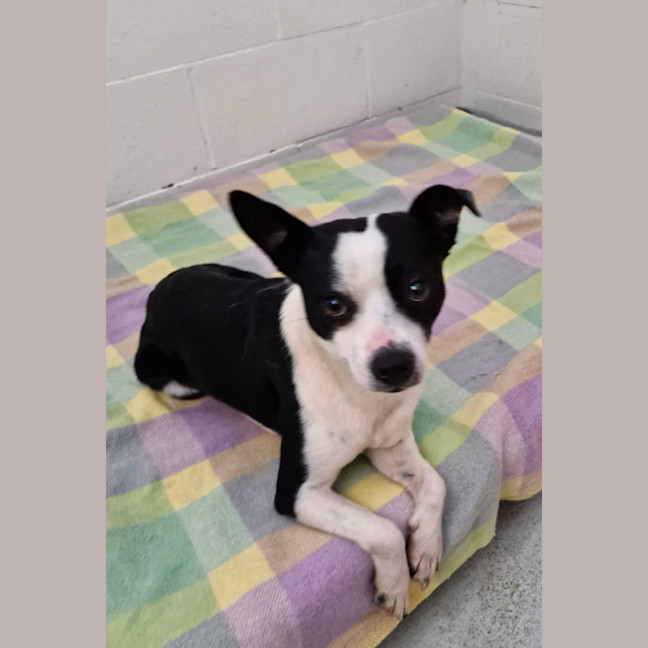 Photo of D1053 Alvin