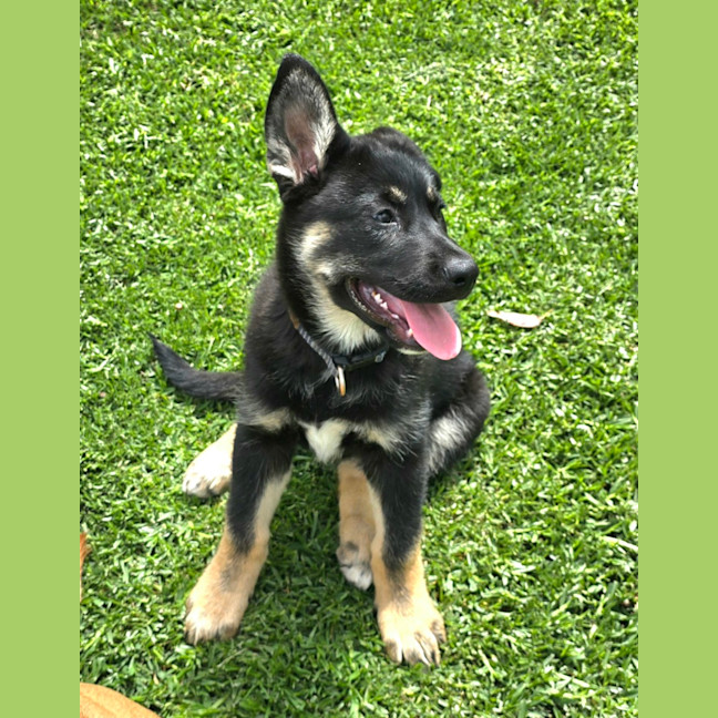 Photo of Bravo – 11 Week Old Shepherd X Husky (Trial)