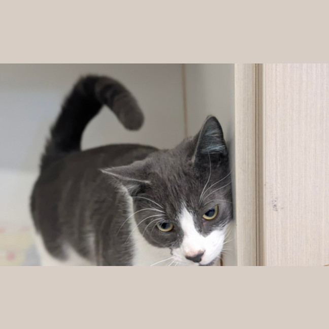 Photo of Binx