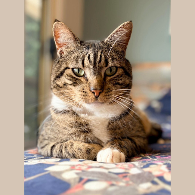 Photo of Tiddles