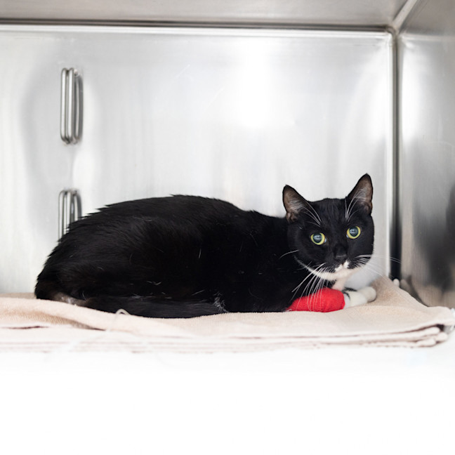 Photo of Binx