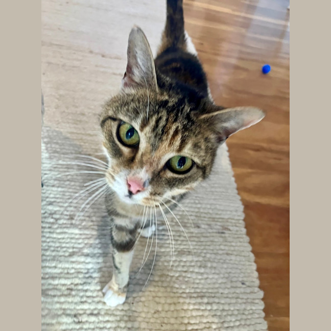 Photo of C1518 Mochi