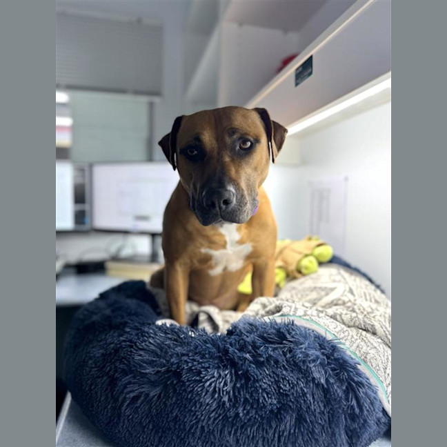 Photo of Honey