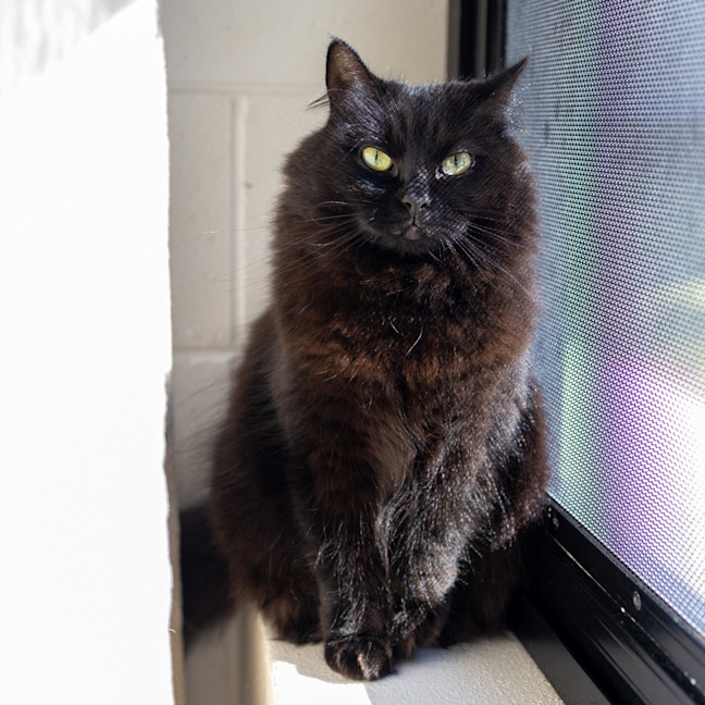 Photo of Annabelle