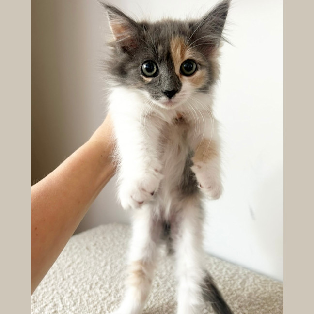 Photo of Twiggy & Tulip