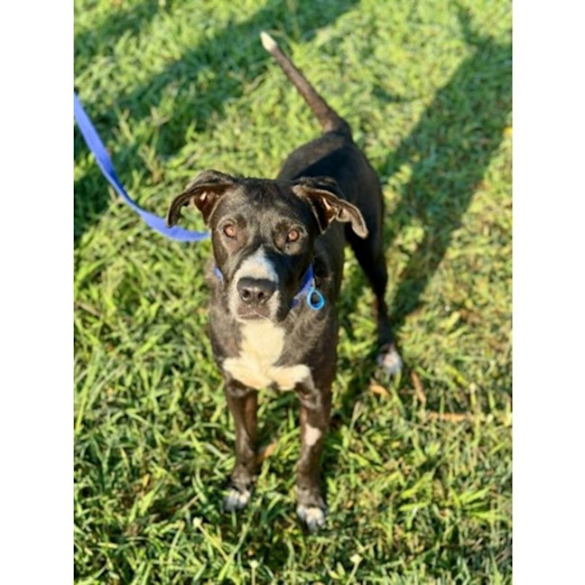 Photo of Robbie *$350 Adoption Fee*