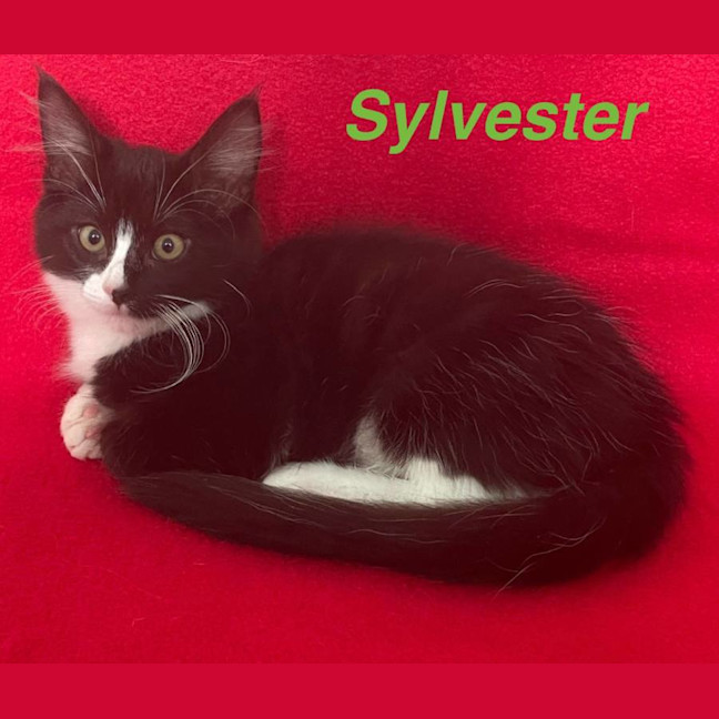 Photo of Sylverster & Gus