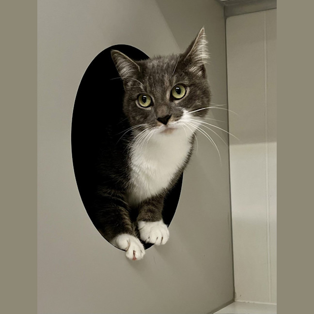 Photo of Smokey