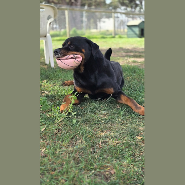 Photo of Bob