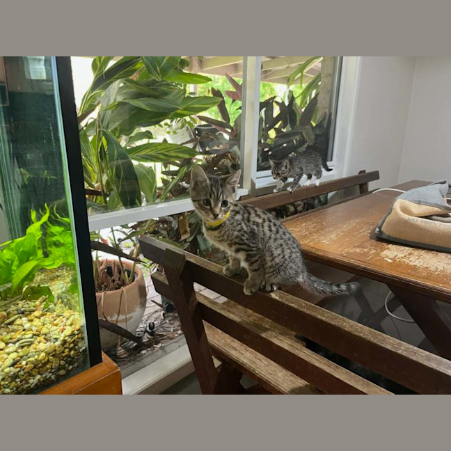 Photo of Bella Meet Me@Petstock Chelsea