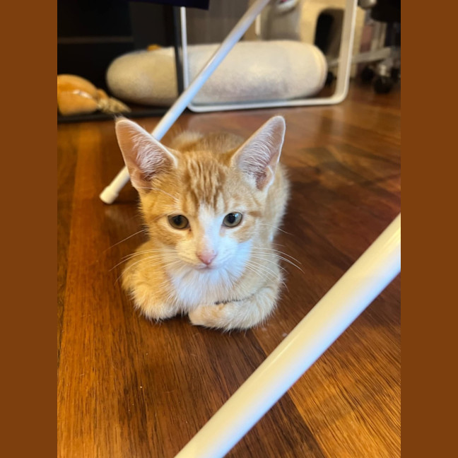 Photo of Carrot Cake