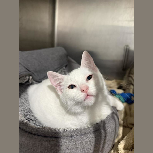 Photo of Romeo