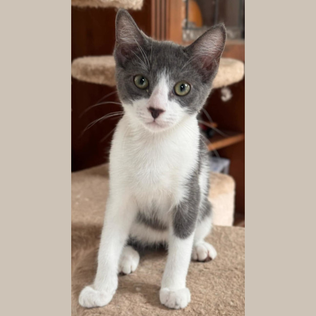 Photo of Zorro