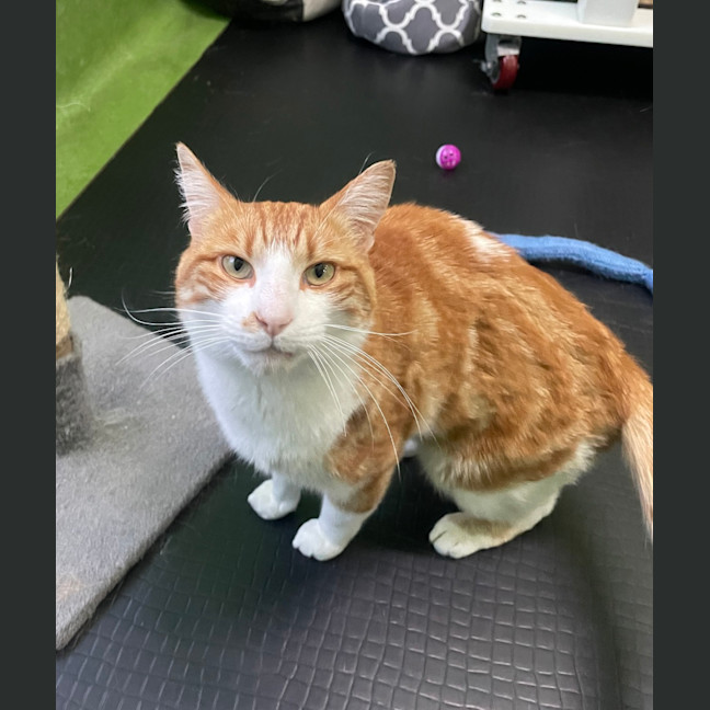 Photo of Tiger (Bonded With Lion)