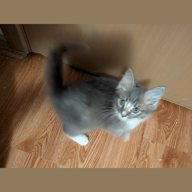 Photo of Remy