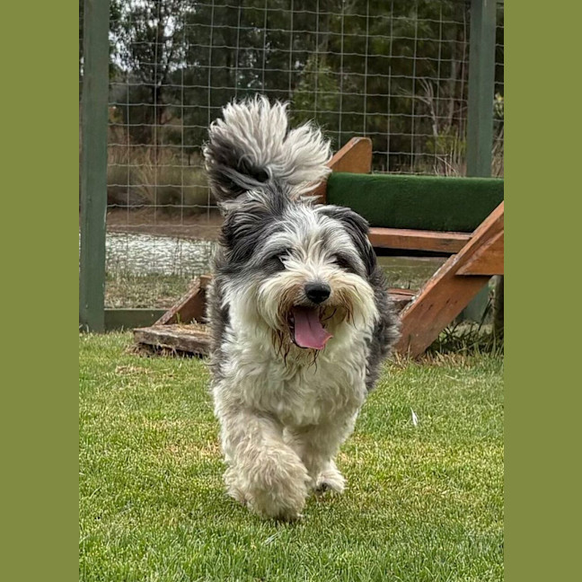 Photo of Buddy