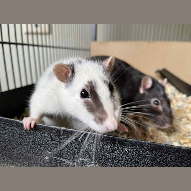 Photo of Galaxy & Apollo