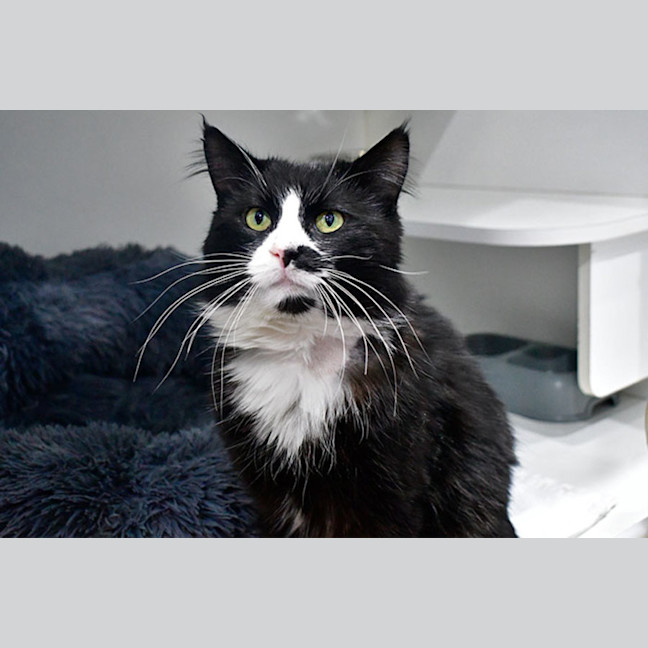 Photo of Mistoffelees