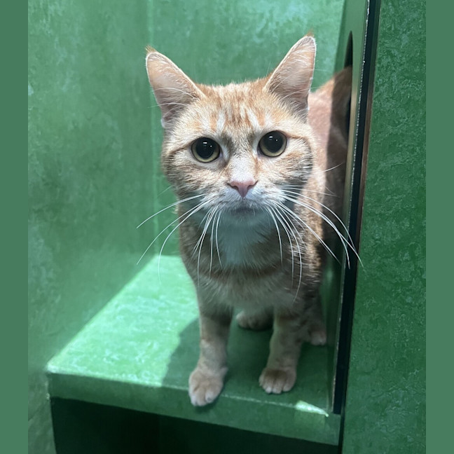 Photo of Mango 