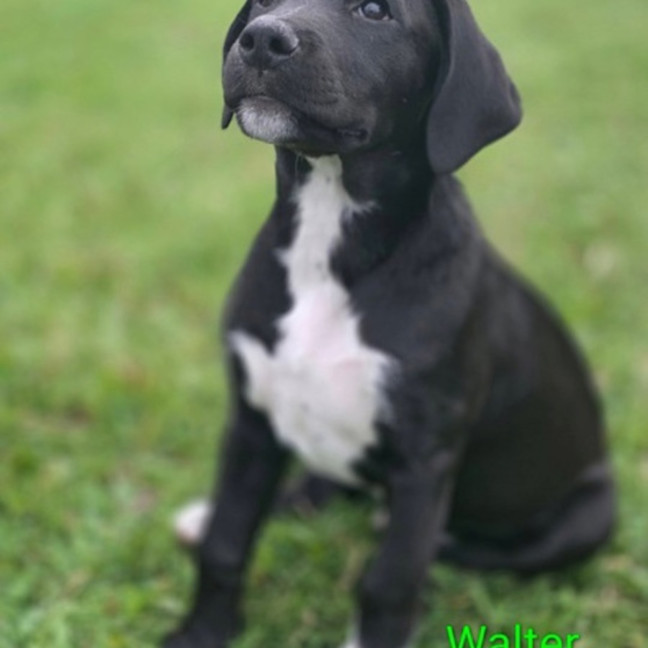 Photo of Walter