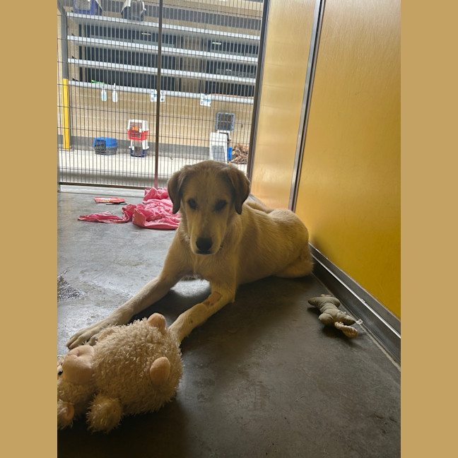 Photo of Delilah 