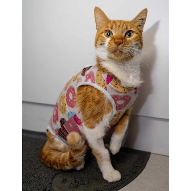 Photo of 12343   Tambora