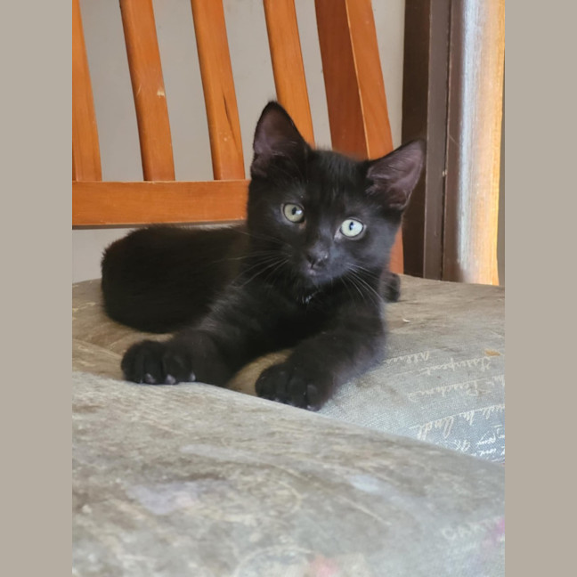 Photo of Sabrina *9 Lives Project Rescue*