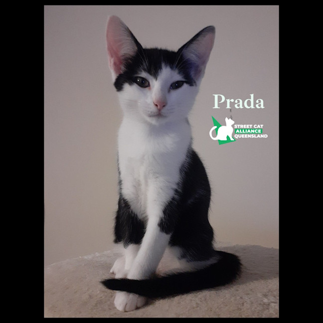 Photo of Prada