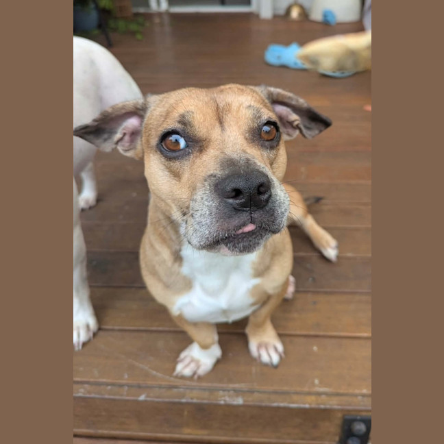 Photo of Lemon   2 Year Old Dachshund X French Bulldog