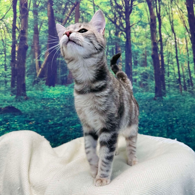 Photo of Hummingbird   Located In Endevour Hills