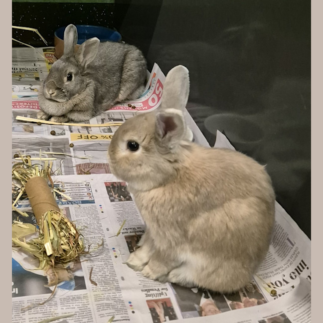 Photo of Casper (Bonded With Ghost)