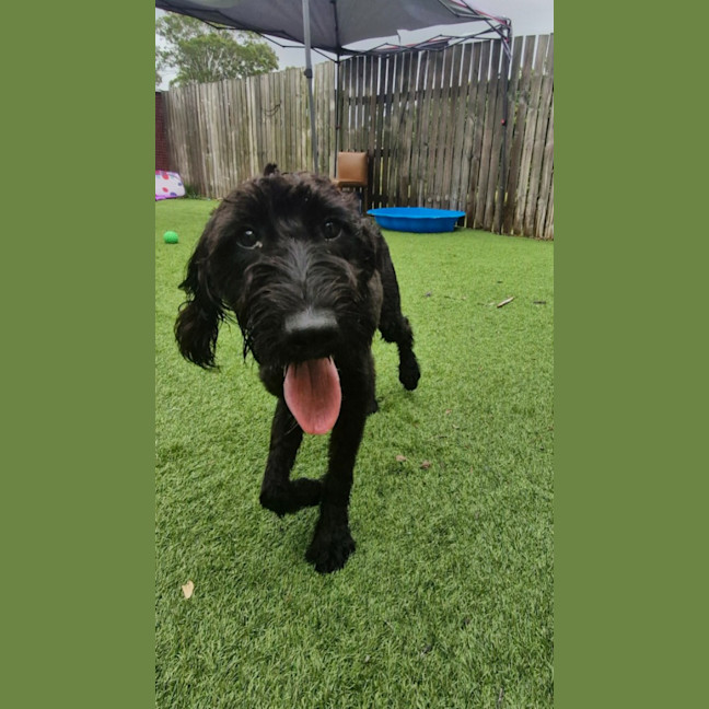 Photo of Pippin