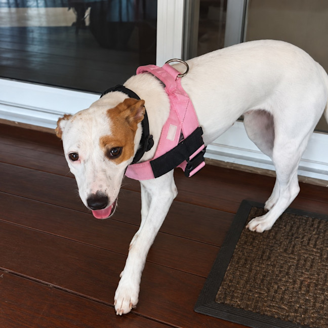 Photo of Tilly
