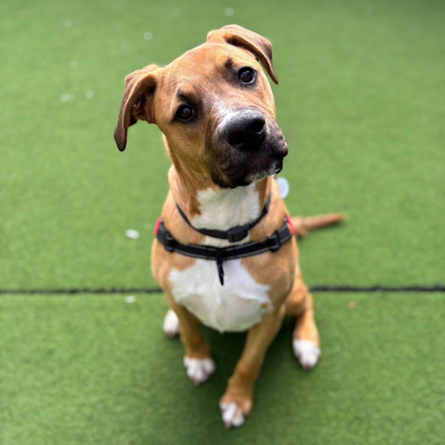 Photo of Cosmo
