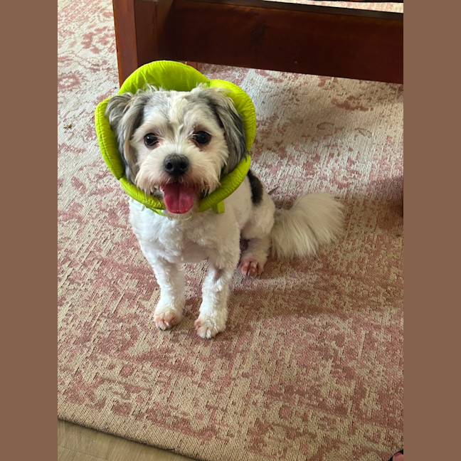 Photo of Gordy/Gordon