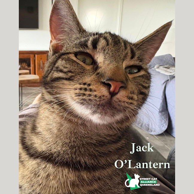 Photo of Jack O'lantern
