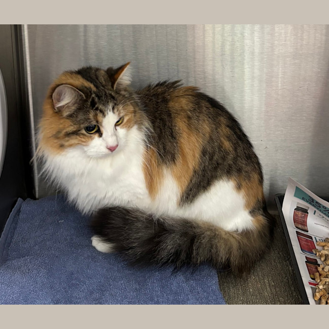 Photo of Cinnamon 