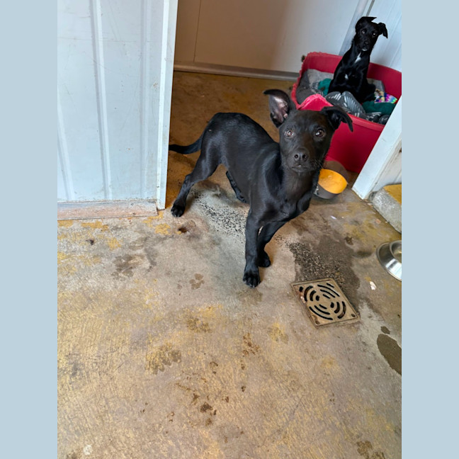 Photo of Olive